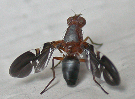 Delphinia Picta Delphinia Picta